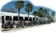 Bikes and Palm Trees under blue skies in Daytona for the entire week almost