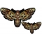 Wicked Moth with Skull Small and Large Patch Set