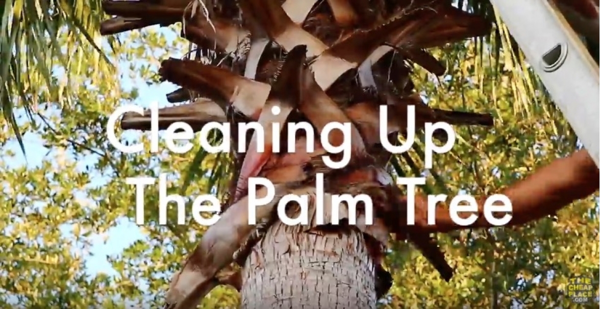 This is how I clean up my Palm trees