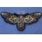 Moth Skull Patch diagonal view