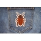 Cockroach Iron on Patch shown on jeans