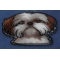 Yhadi Shih Tzu Dog Patch diagonal view