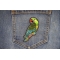 Parrot Patch shown on jeans