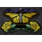 Butterfly Roses Lady Rider Patch Butterfly Roses Lady Rider Patch diagonal view