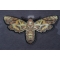 Skull Moth Patch diagonal view
