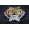 Lynx Cat Patch diagonal view
