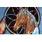 Horse in Dreamcatcher Patch shown on jeans