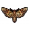Skull Moth Patch