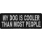 My Dog Is Cooler Than Most People Funny Iron on Patch